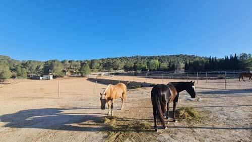 2523SS españa, alicante, monovar, finca de invitados, finca en venta