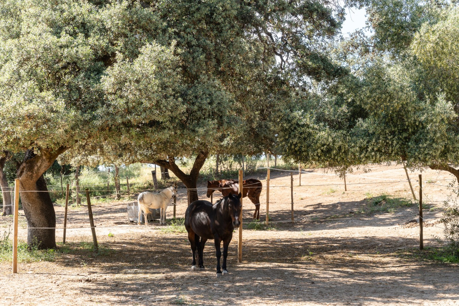 2527 andalucia, ronda, cuadra, centro ecuestre, finca en venta