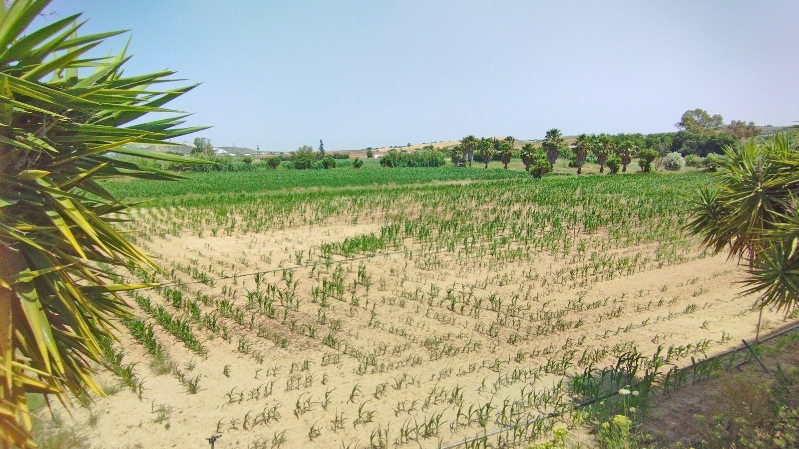 2536M Andalucía, Arcos de la Frontera, finca con almacenes, plaza de toros, casa y espacio para eventos en venta.