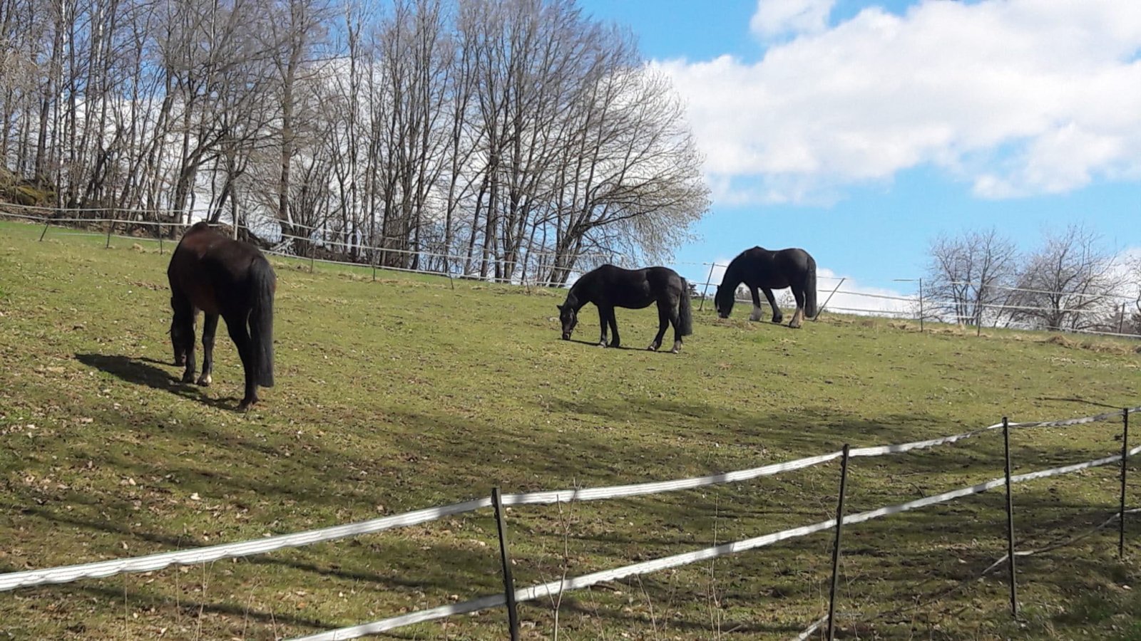 2549 Baviera, Alto Palatinado, distrito de Cham, Zell, casa con arroyo, estanque de natación, establo abierto en venta