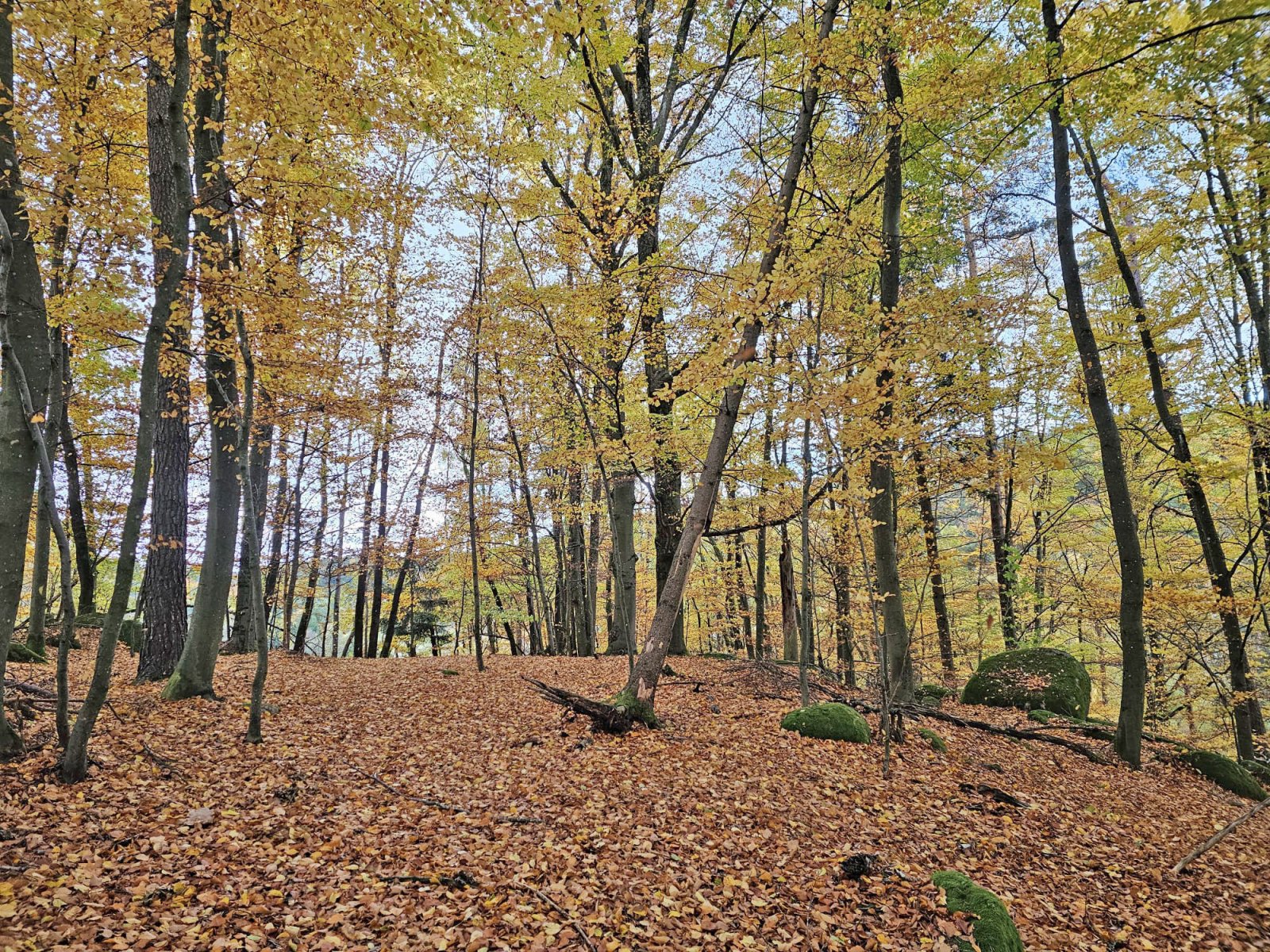 2549 Baviera, Alto Palatinado, distrito de Cham, Zell, casa con arroyo, estanque de natación, establo abierto en venta