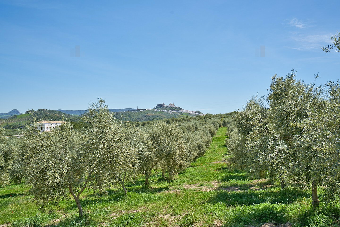 2614KN Andalucía, provincia de Cádiz, Olvera, finca, piscina, olivos en venta 2614KN Andalucía, provincia de Cádiz, Olvera, finca, piscina, olivos en venta